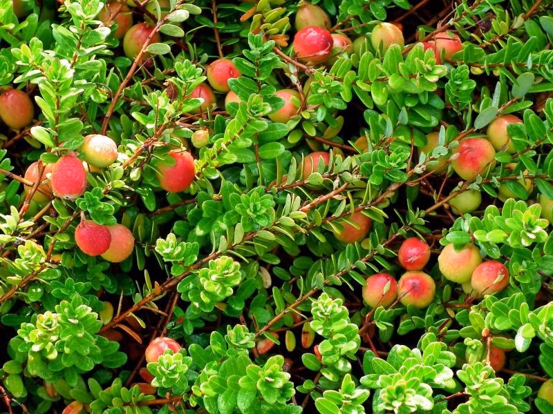 87f5a1be65f82c4b32f9ccb6d9f38309