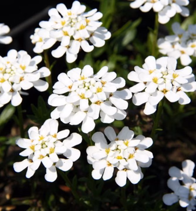 88b3a3d3f81004061509270852f55ffc