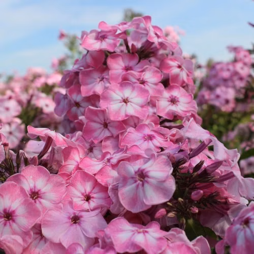 88bea51238941c78b866fa287c086201