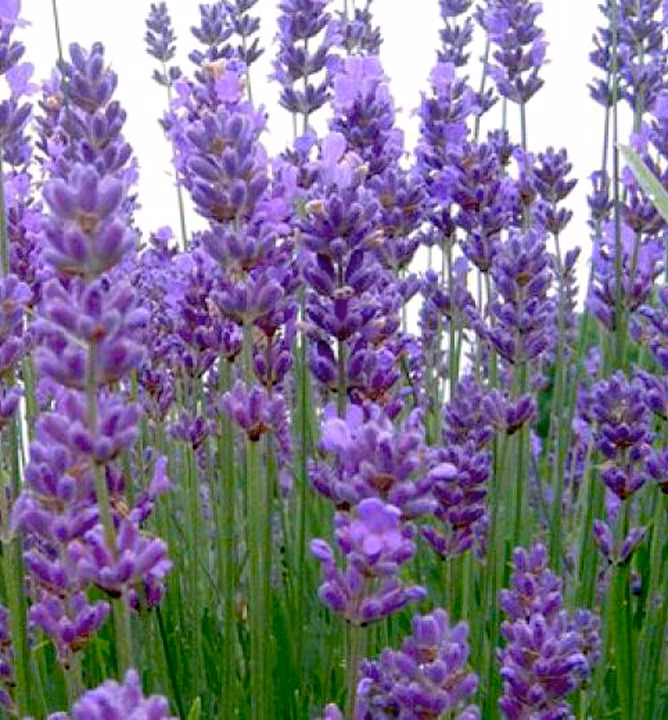 88cdf4dc594cf9debeeb1b3cdcf1a624