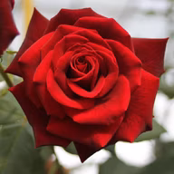8913c5733b0a418ef6b9db9b93667058