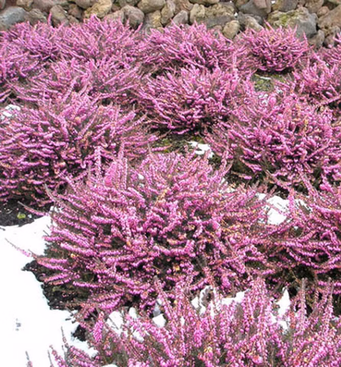 895e40e91a52c73e84ec1620f1b16bd9