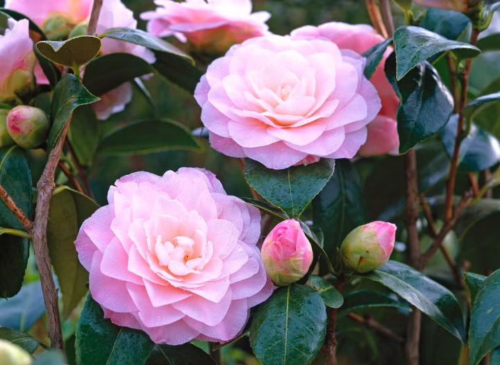 89620fe72f829cdfb675410ca5065856