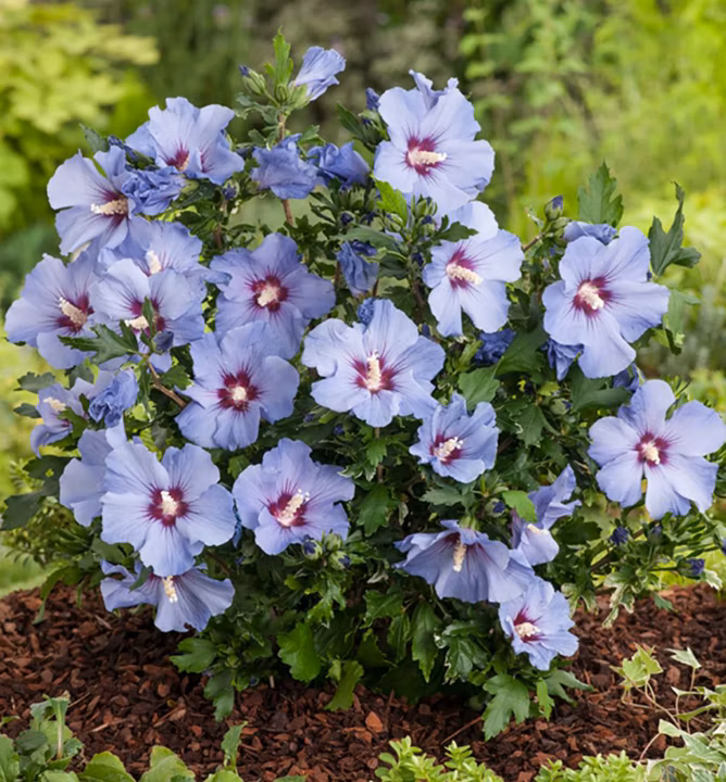 89ae68da8b378206633a916122b13cfd