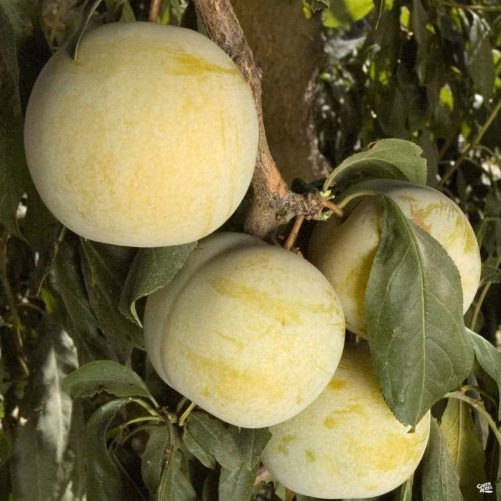 89c00641506edc4fa05a9b0ba621b7ce