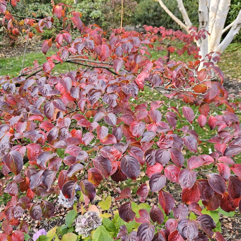 8a026097af25f43b68df93f1b20fd7b5