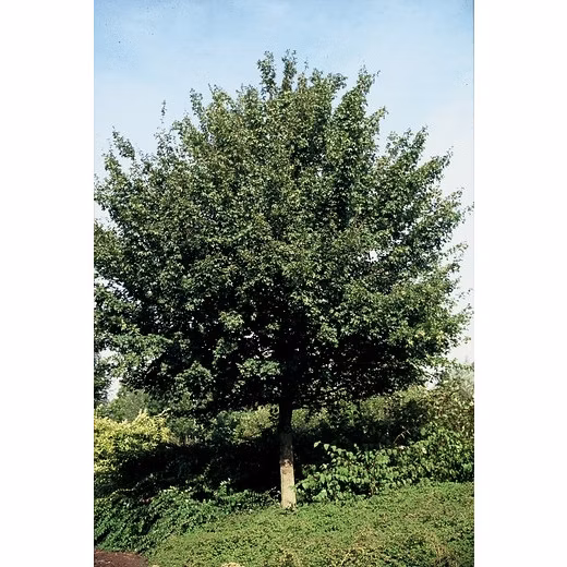 8a0828b39c56d7c7ce79d1e195acf7bb