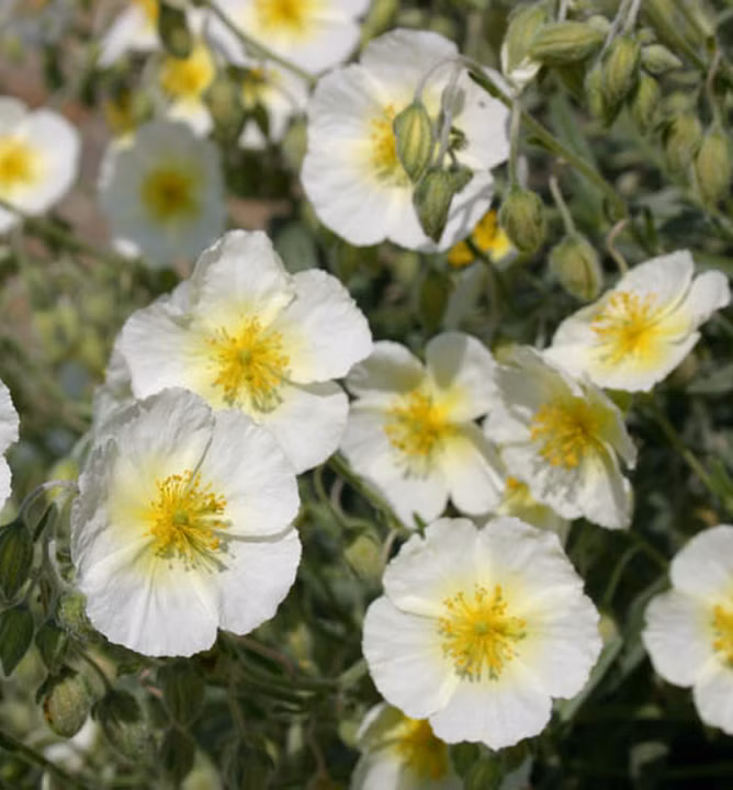 8a09dcccb0e4ccd82d767c6798a4bdc3