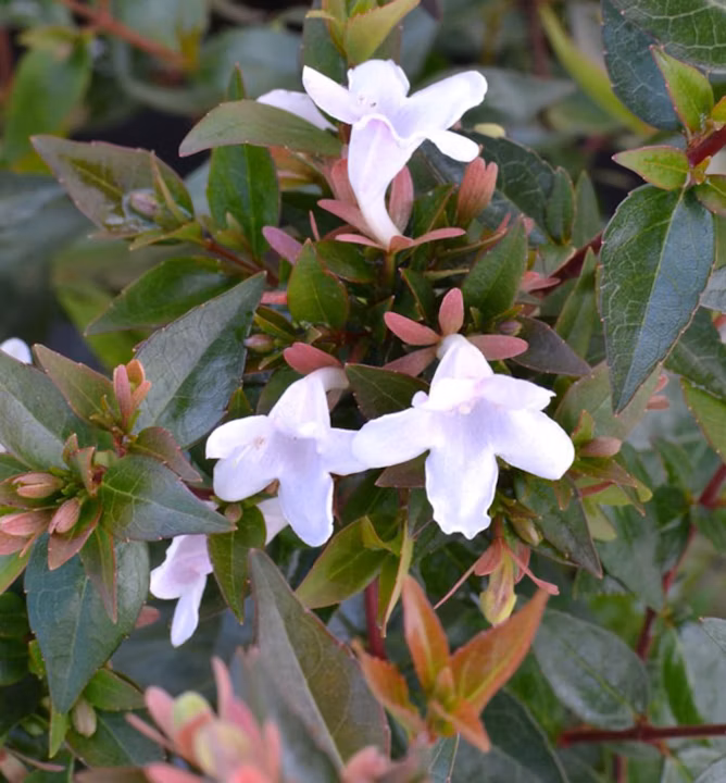 8a65b1aa52362384af3f6d6f36ce03dd