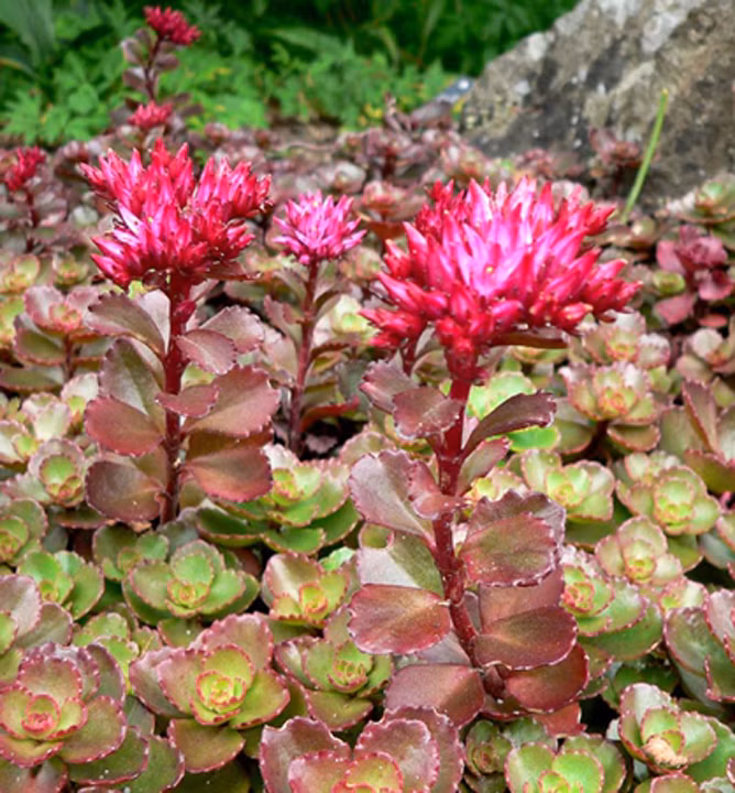 8a669911a4b14a547eaa9ae688e347b5