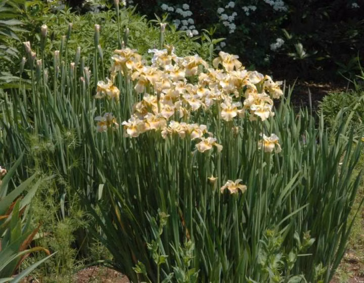 8a7ebeb209e58f2cbe629cb34235084e