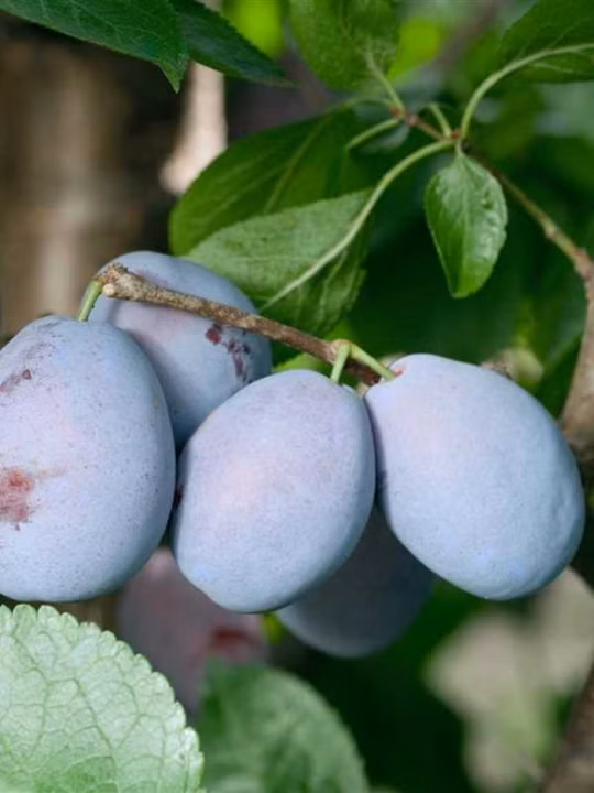 8a86f2c0125e7dd1fc4416b8b9f90923