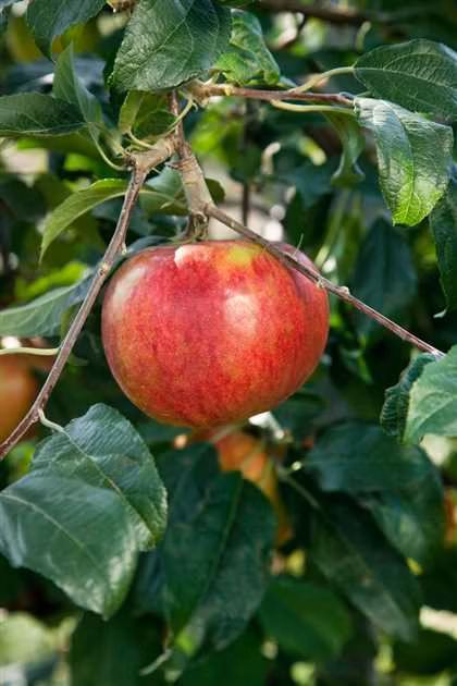 8a9e3ef757b7c3b917f359ef5fb6b3e3