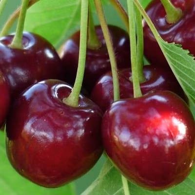 8ab5a600004fd754041611475ff19126