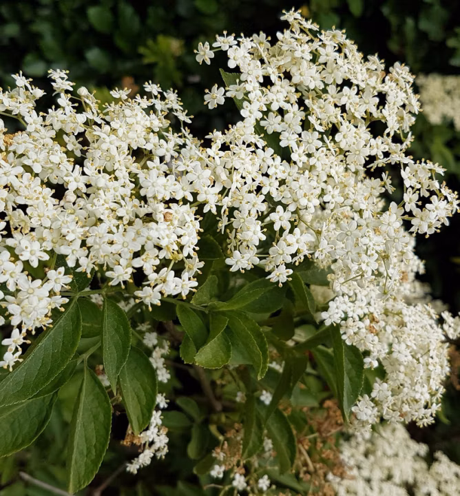 8ad2e171be65c5ff591a479d6e696fa1