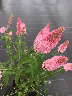 8adfe00721210dbe61024fc92b1adbe6