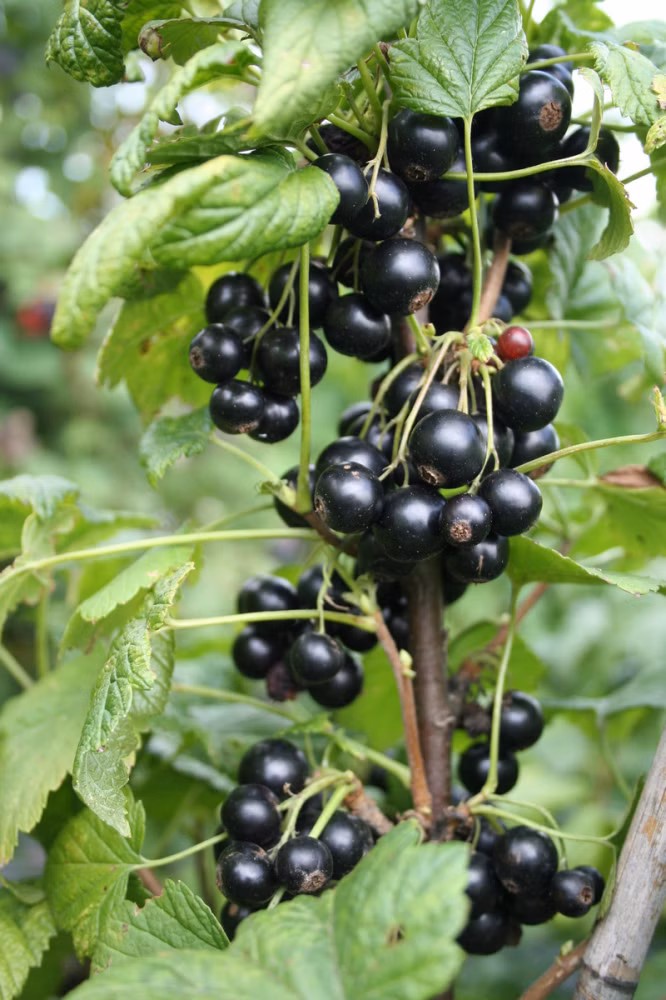 8af031ebd7b44a32ea34fa890871bed9