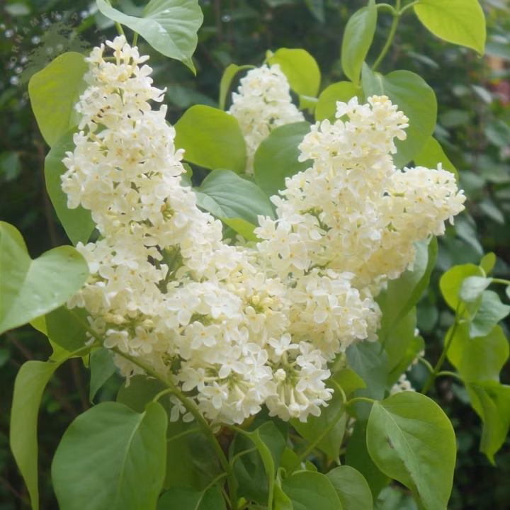 8b155cde8b3a0d5ac6581cfc54ae89ee