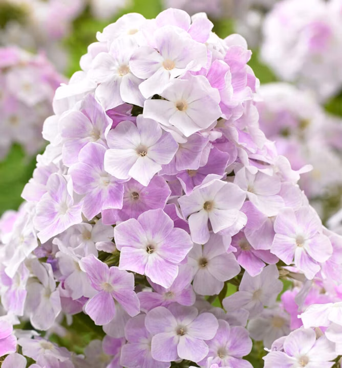 8b195bb30cf86d967fc8c3e3c6ab00a0
