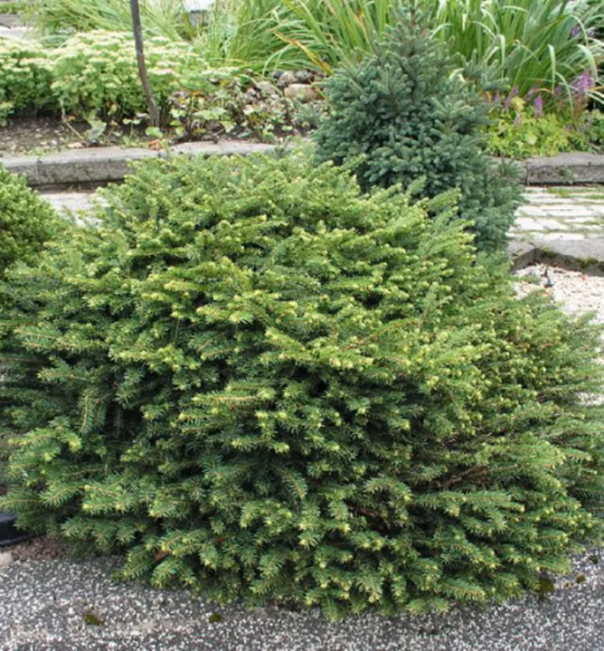 8b252e8c35d4263ca2282c059a734a12