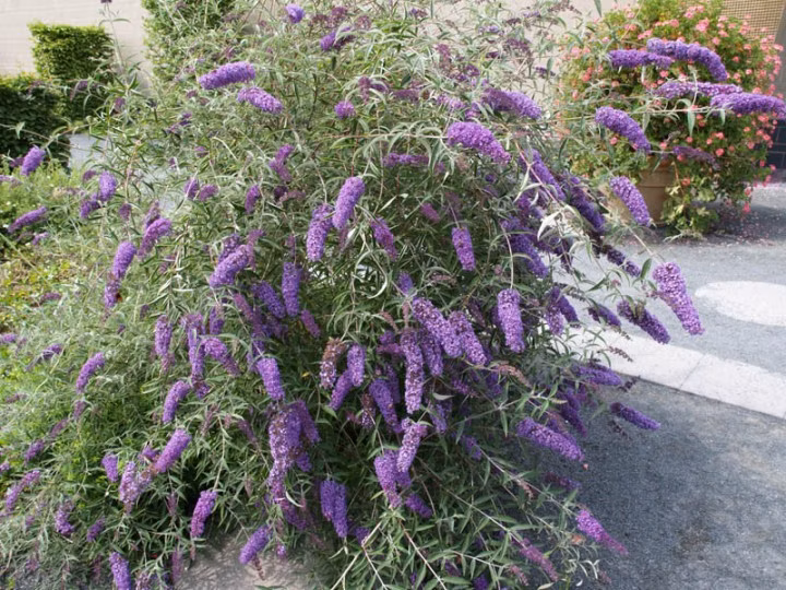 8b31b96a380a4f3582deb6e6f3089765