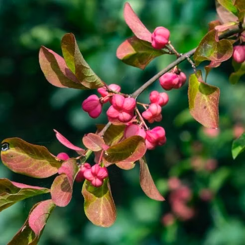 8b4627baa78ae277aeb71ad5b7c1163d