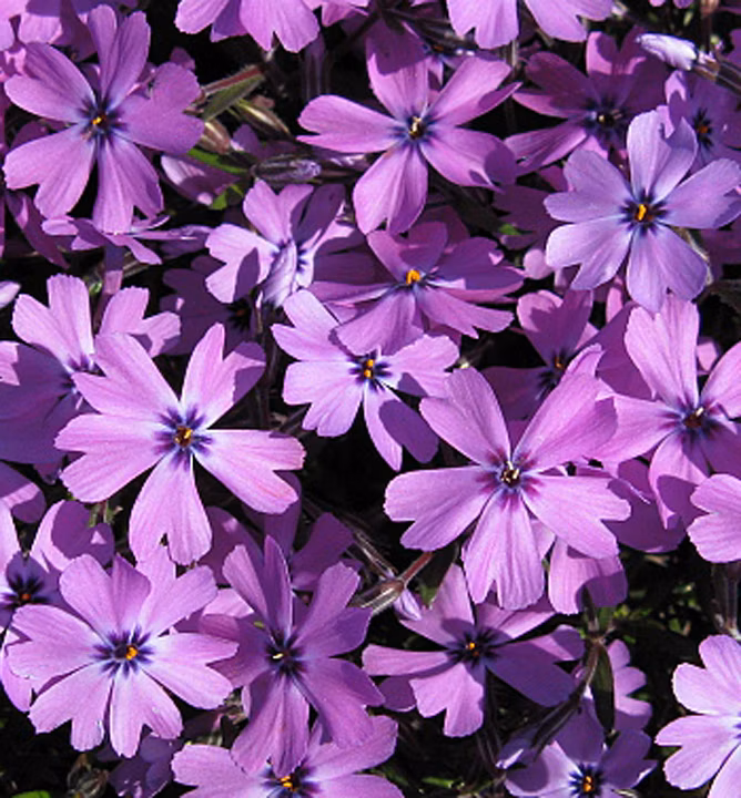 8b50d42115cbad13aea27f83ef4c3c5a