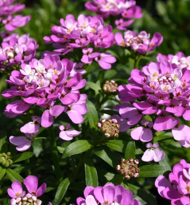 8b51e4f541a3b6d9c23d03706248e70e