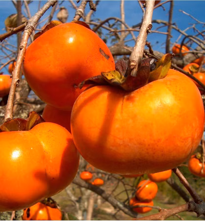 8b54b469240228c66e3f208628c73b50