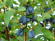 8b853d88d032df47d0cca36f4c22e50a