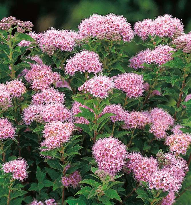 8ba858a19a56c74ee08bb5420dbb20f7