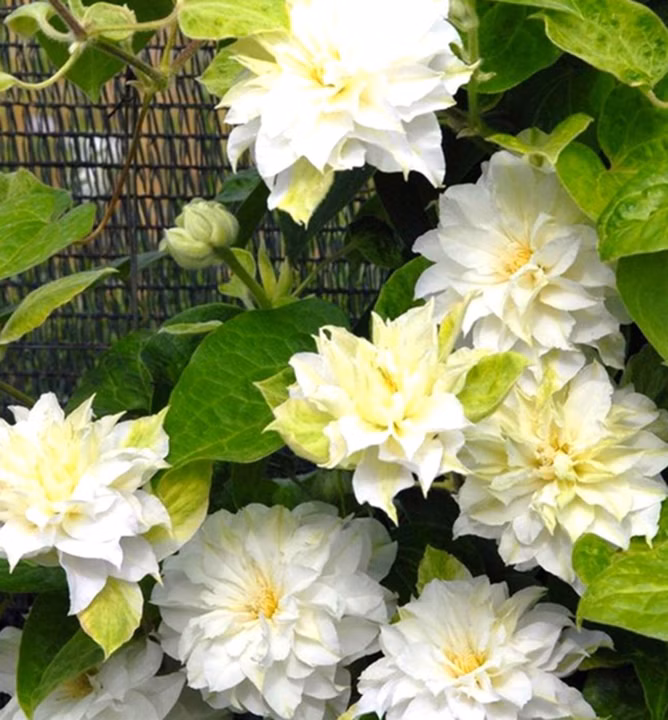 8bc5e62606c3d235ef65a5179f707aa5