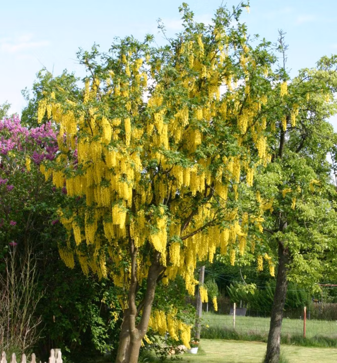 8be85817fef76ff5b34d5008754adeb8