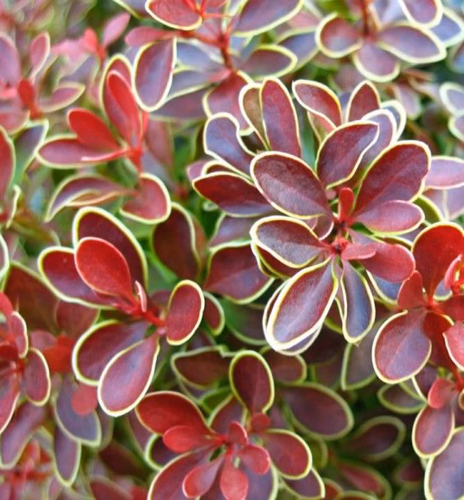 8bfa015e3f4409722d955f17730f32cb