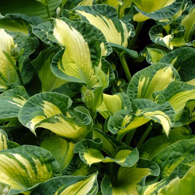 8c03c038fed9105795d1157e7f4c7ca3