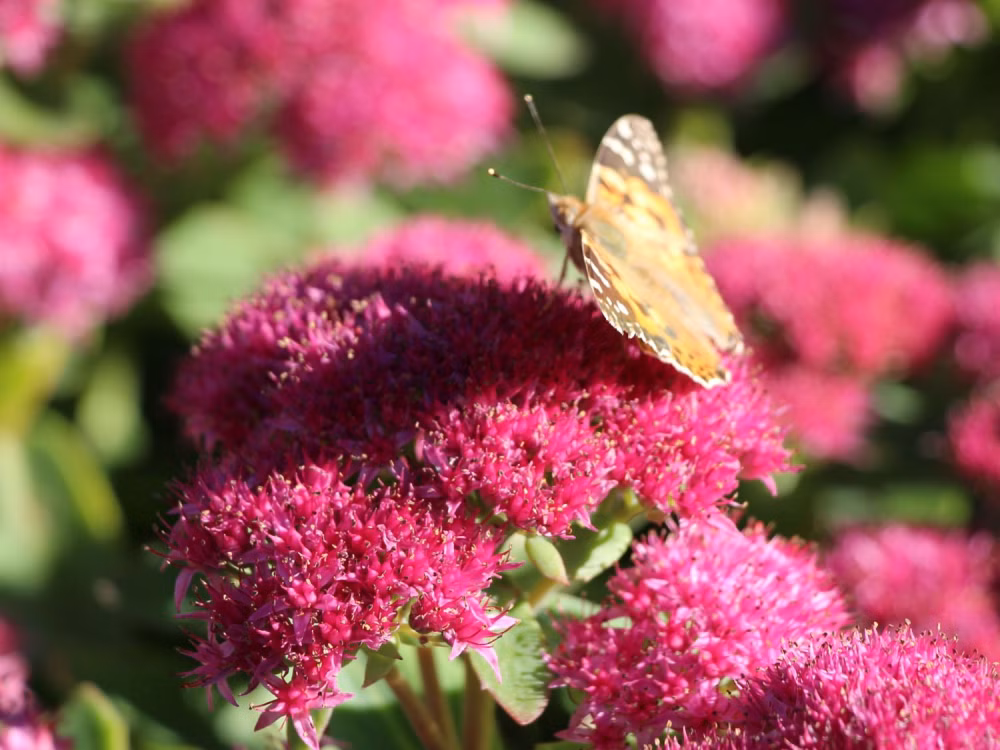 8c07d4372650e3e31d2e050e062d1273