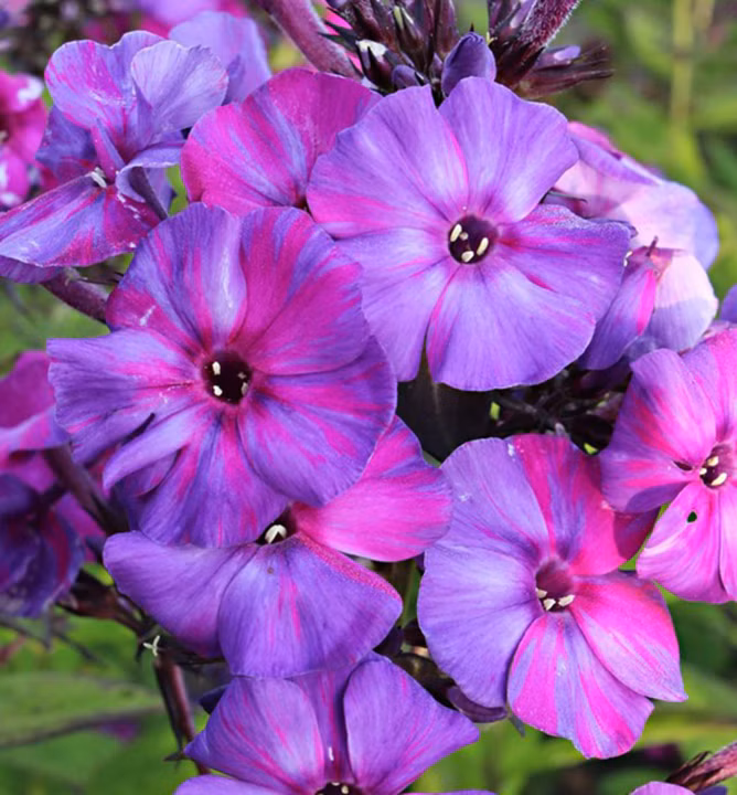 8c39733cea740180826ea0738c95c072