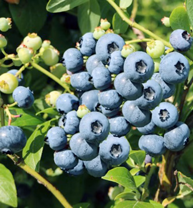 8c3fbcd791aba679b3a87f47af5e2f67