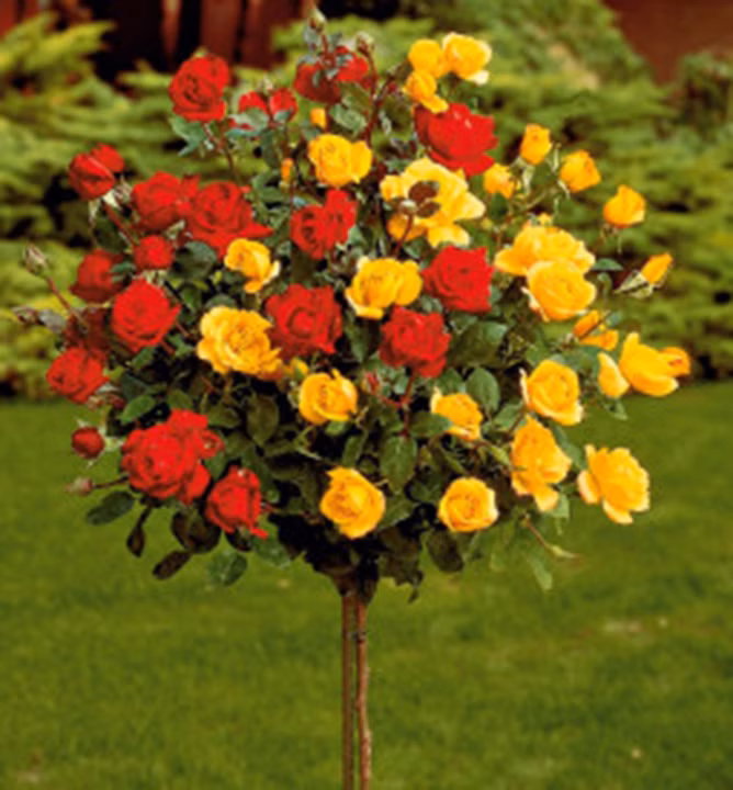 8c455628661e47bca8d501cc036f1721