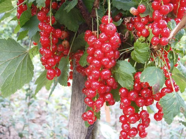 8c5c6d2c9caf0708db55f6057c894906