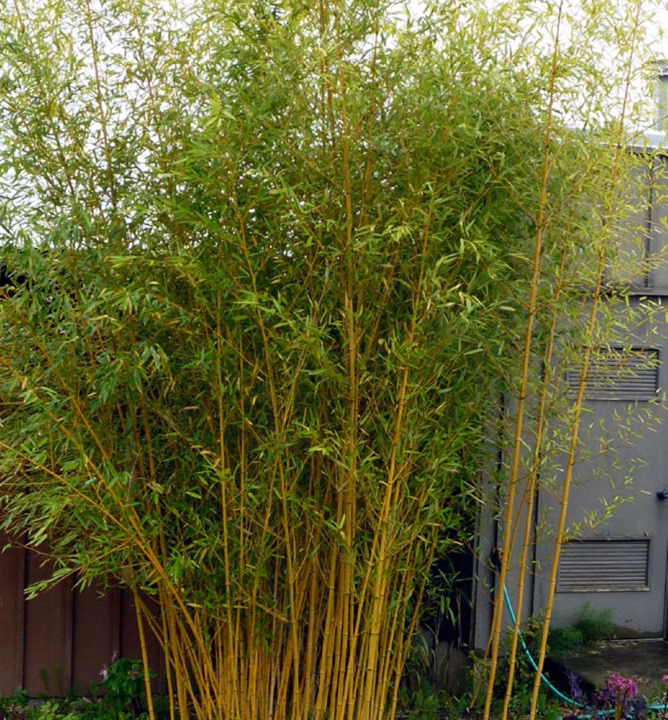 8c6a4fc6c8b4c3e044396eaf41944b20