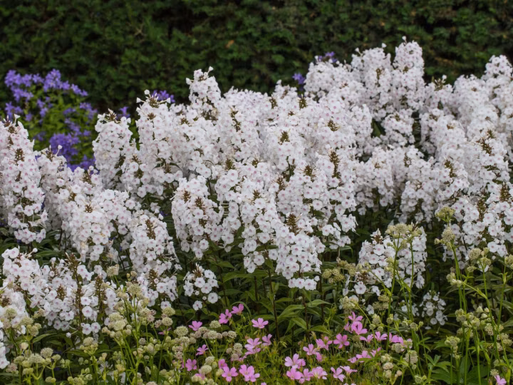 8c77bf25665048f2a995813865897046