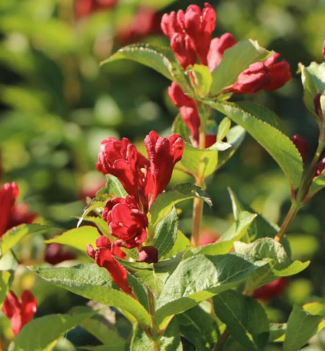 8c83994f1f1f9be470c6feb8c0d1e126