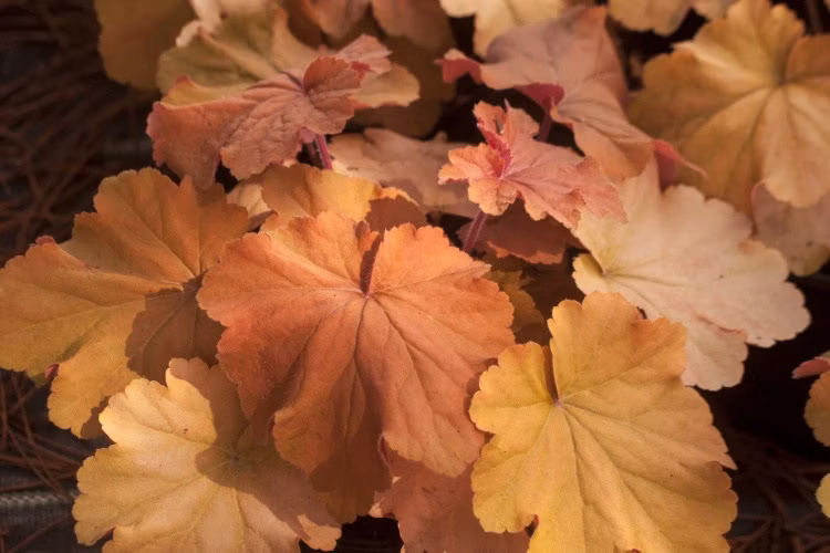 8c84deffbaf7bd872bf4a0bb81235b09