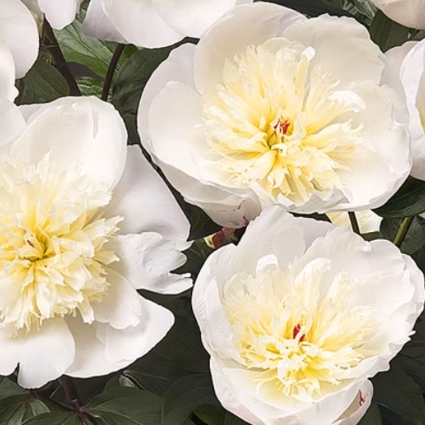 8c9213a774b6647b78f3cd2a71a05932