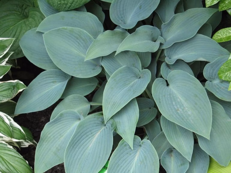 8cdc021cacc709a98da831a9546710a1