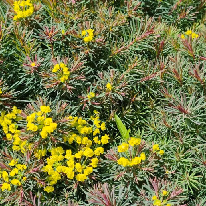 8d21a91fefe5bf1866906e5422204844