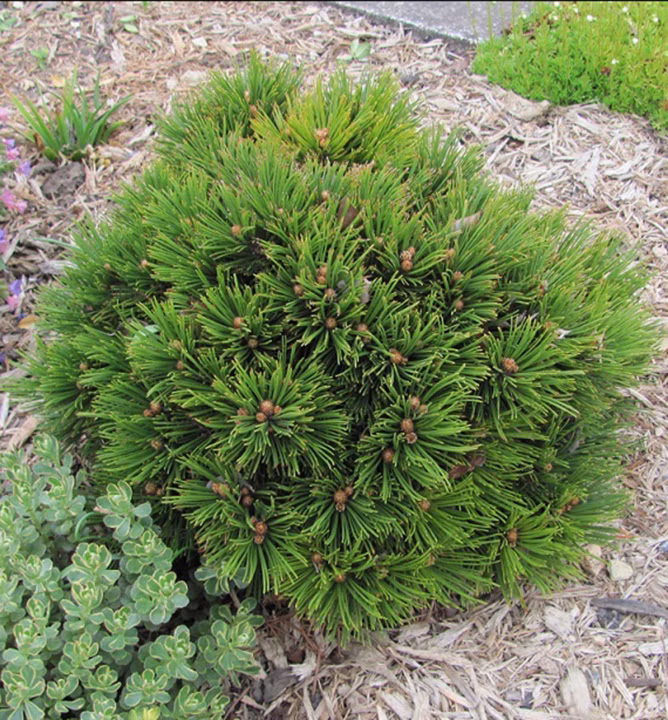 8d8aee55db02c06987499b312982c1f1