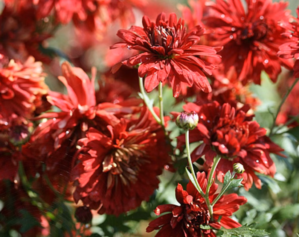 8d973de8adbed18f85d62bd181757136