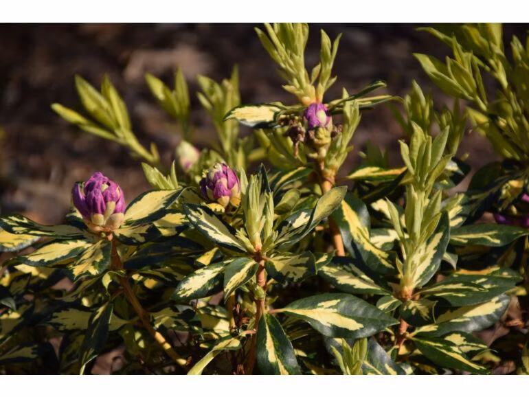 8db0367965b0983c13039bdc08d2605a